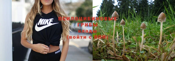 прущие грибы Верхний Тагил